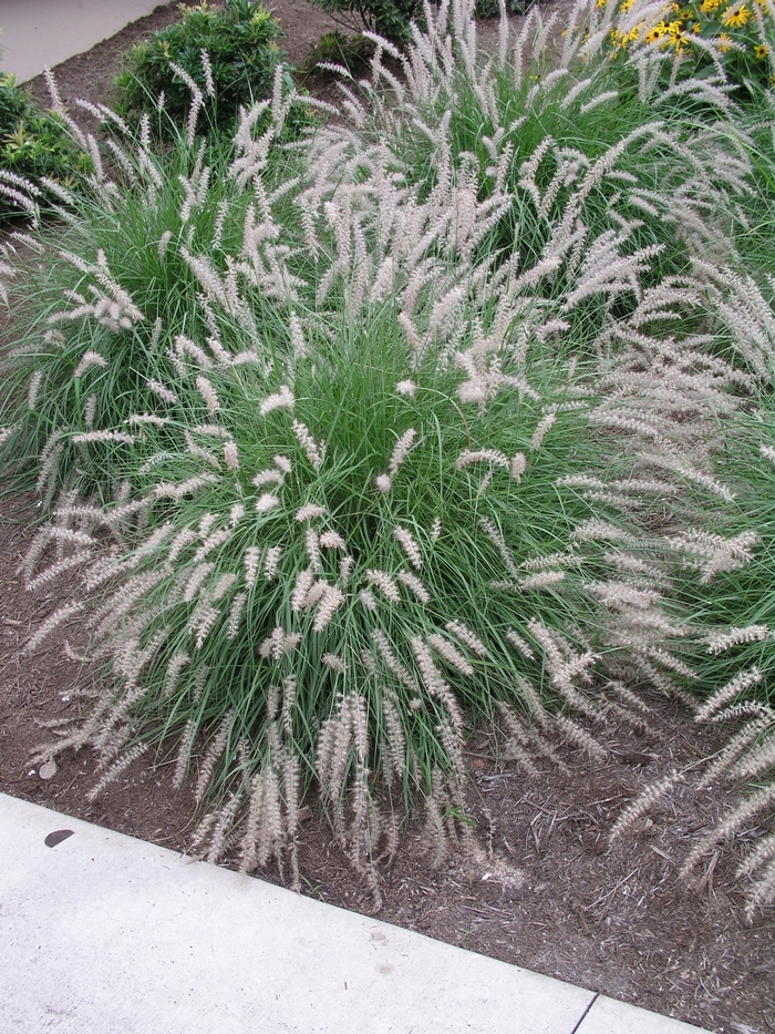 Pennisetum orientale '' (025138)