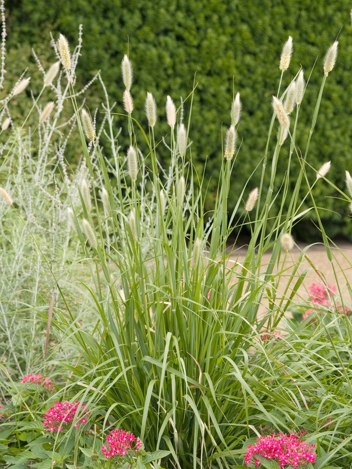 Pennisetum messiacum 'Red Buttons' (025139)