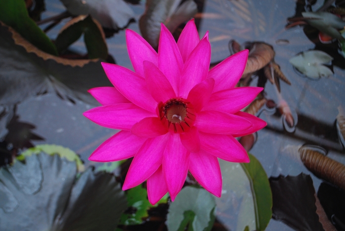 Nymphaea 'Red Flare' (025473)