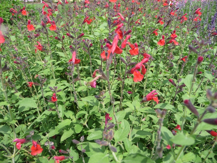 Salvia greggii 'Mesa Scarlet' (025610)