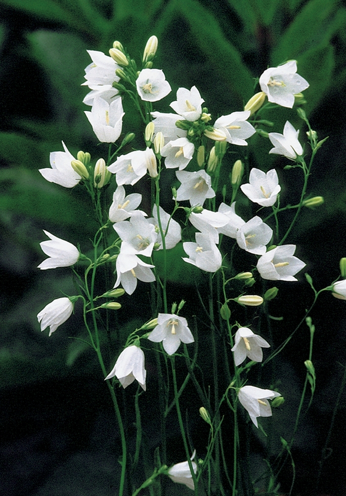 Campanula rotundifolia 'White Gem' (025801)