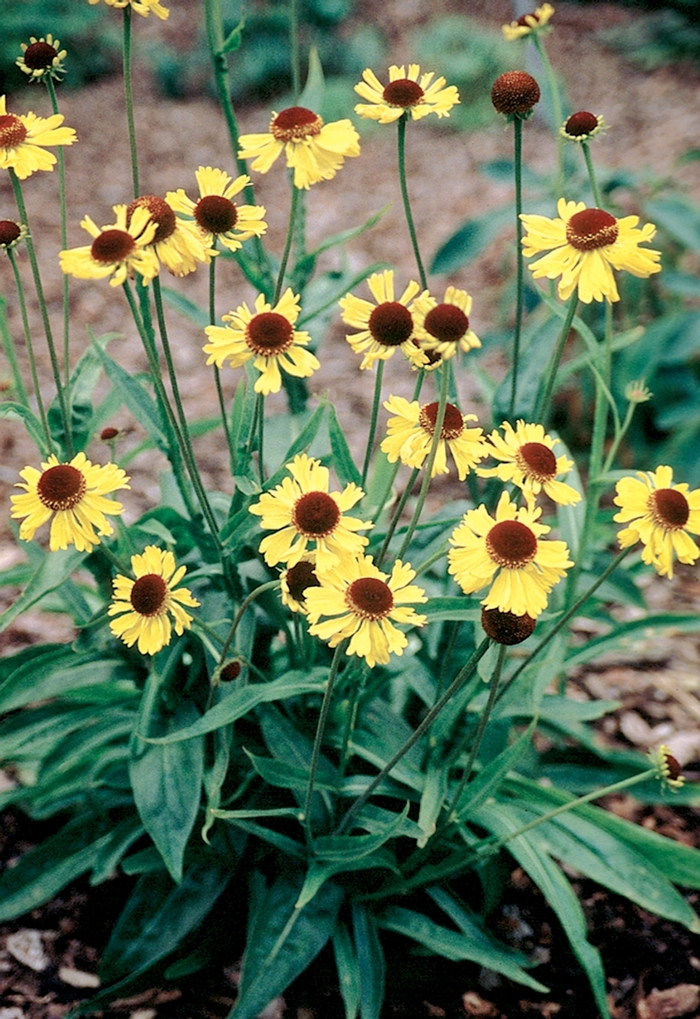 Semis de Helenium WEB-025855