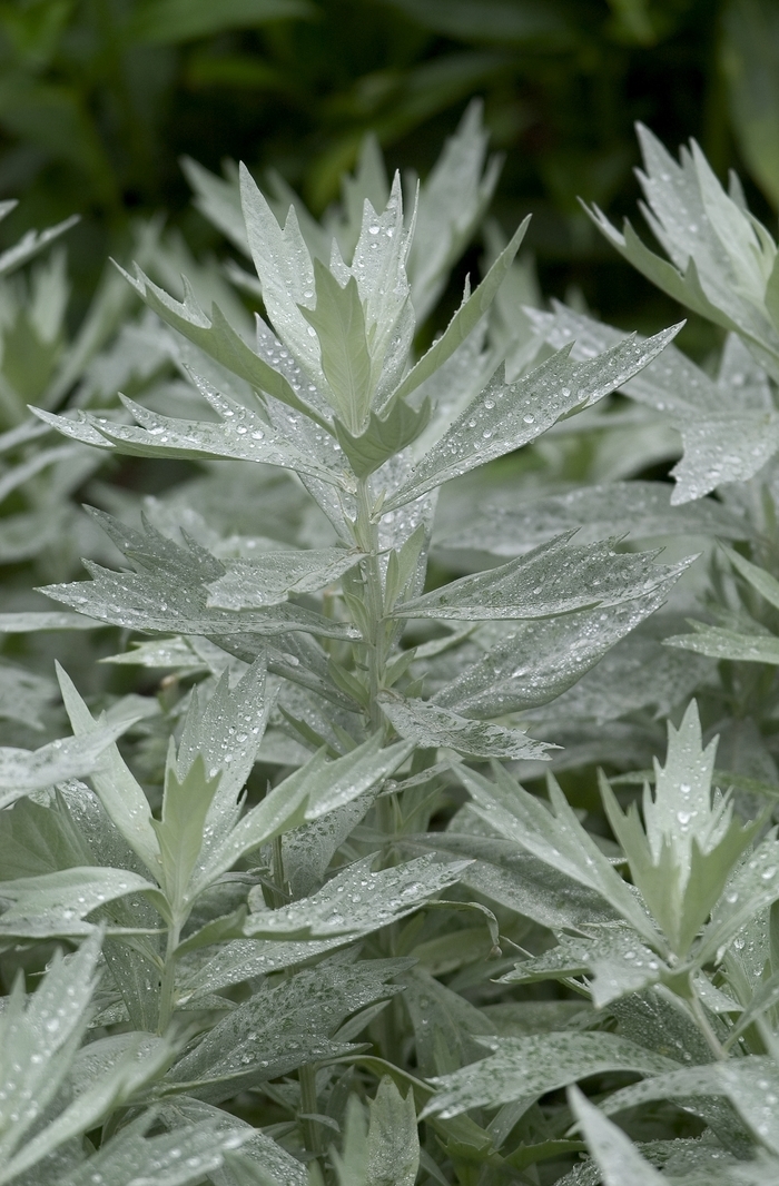 Artemisia ludoviciana 'Silver King' (026216)
