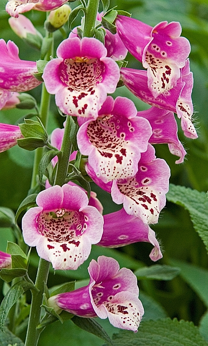 digitalis purpurea foxy