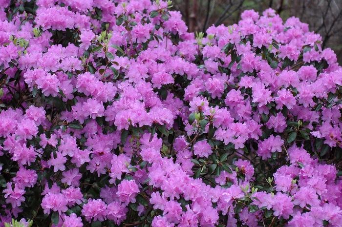 Rhododendron 'Purple Gem' (026451)
