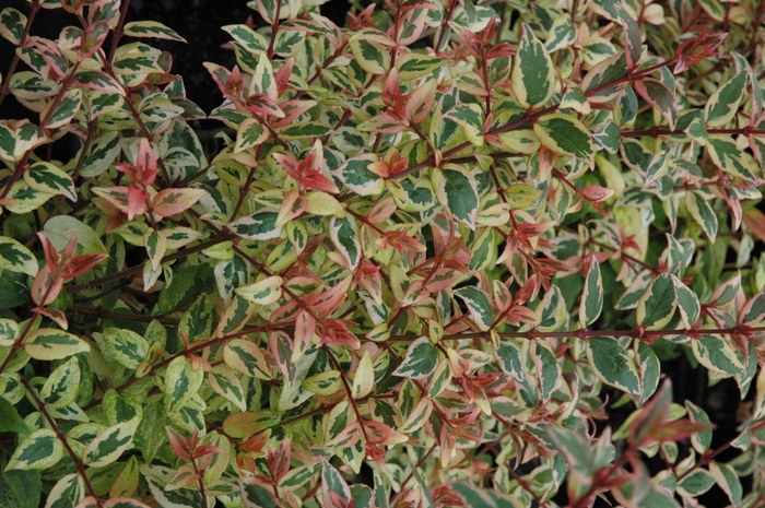 Abelia x grandiflora 'Mardi Gras' (028171)