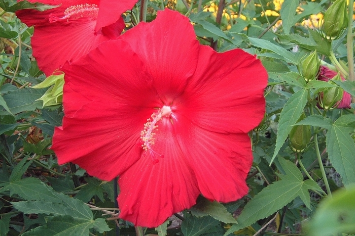 Hibiscus 'Lord Baltimore' (028433)