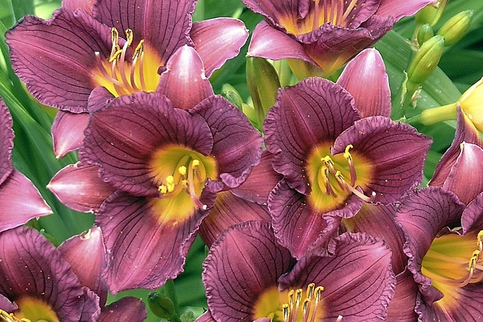 Hemerocallis 'Purple de Oro' (028531)