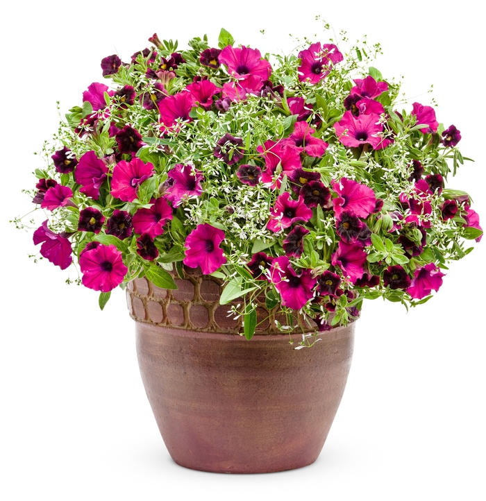 Calibrachoa Superbells® 'Blackberry Punch' Calibrachoa from Garden ...