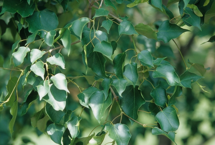Acer truncatum ssp. mono '' (029135)