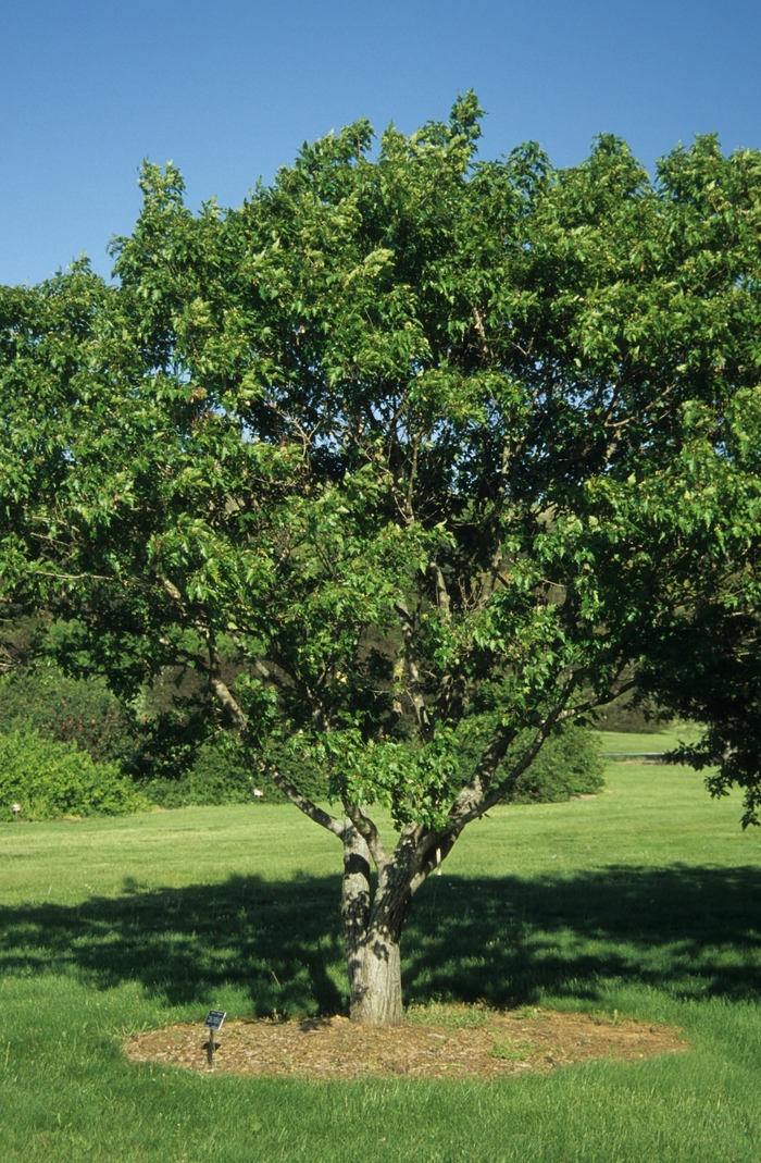 Acer palmatum 'Osakazuki' (029174)