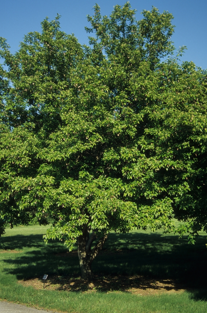Acer palmatum 'Scolopendrifolium' (029177)