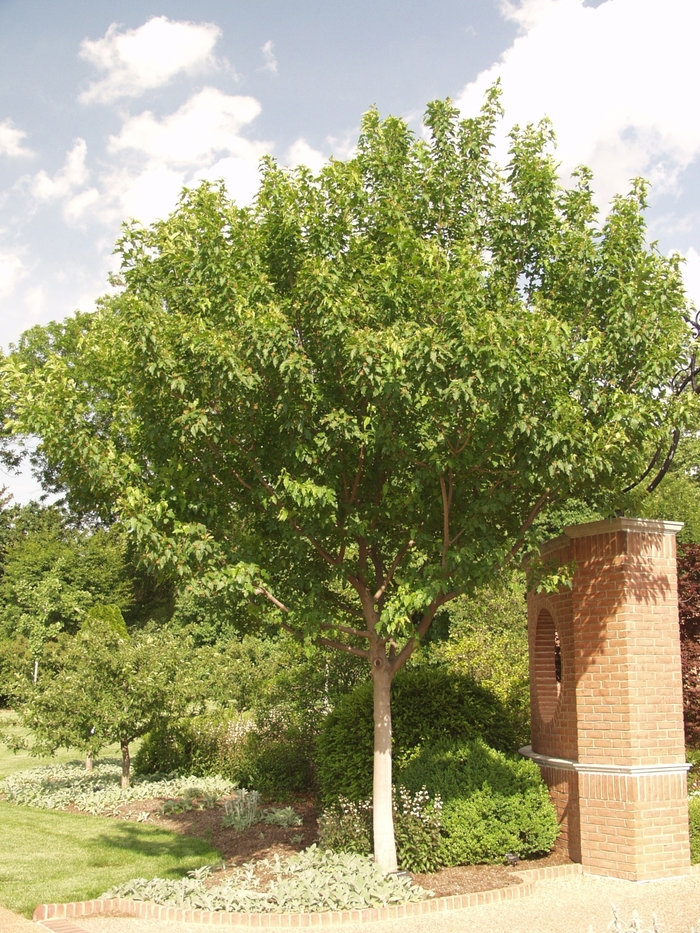 Acer tataricum ssp. ginnala 'Flame' (029258)