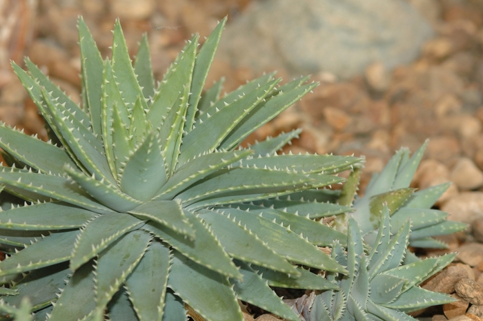 Aloe brevifolia '' (029412)