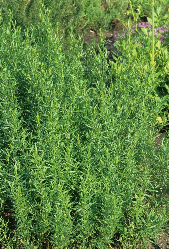 Artemisia dracunculus '' (029587)