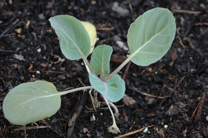 Brassica oleracea 'Farao' (029830)