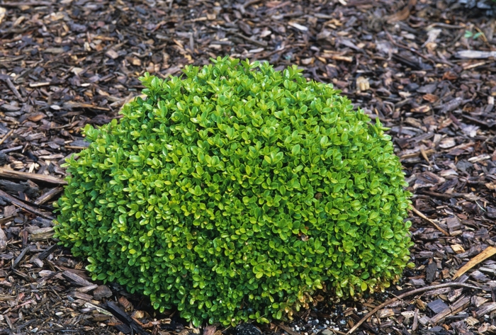 Buxus microphylla 'Green Pillow' (029902)