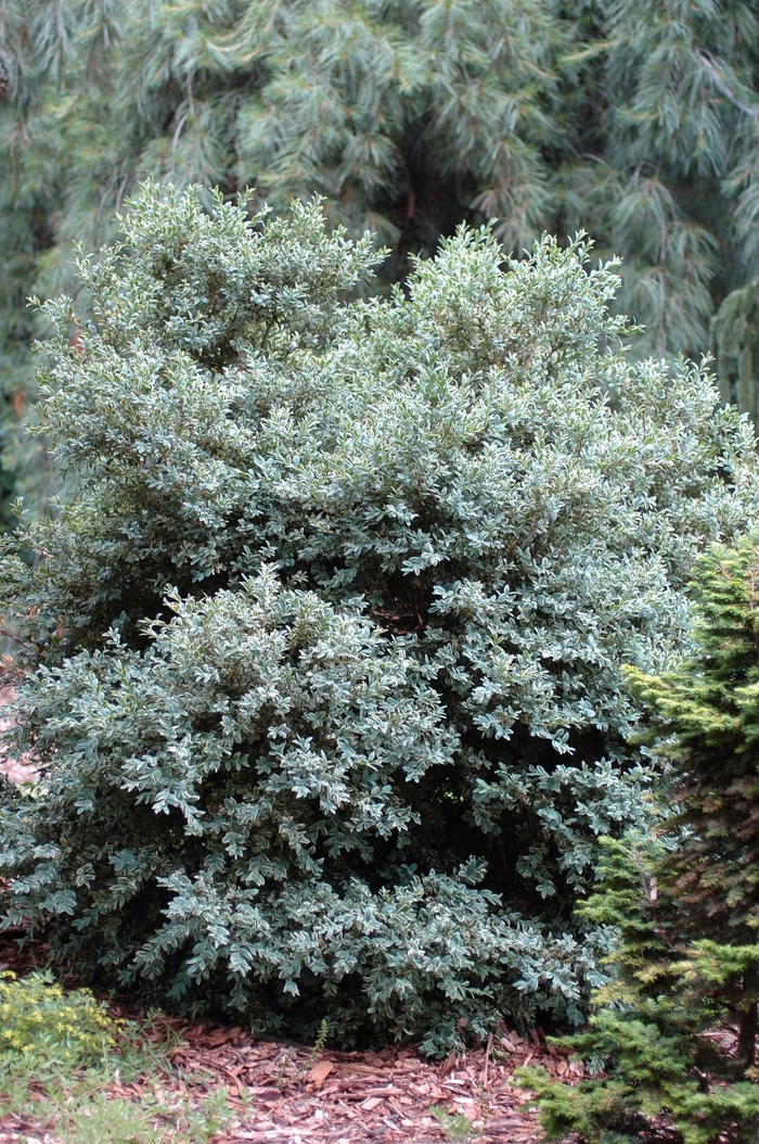 Buxus sempervirens 'Argenteo-variegata' (029914)