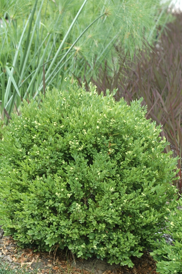 Buxus 'Chicagoland Green®' (029921)