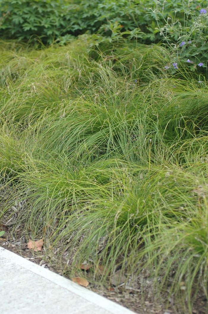 Carex radiata '' (030036)