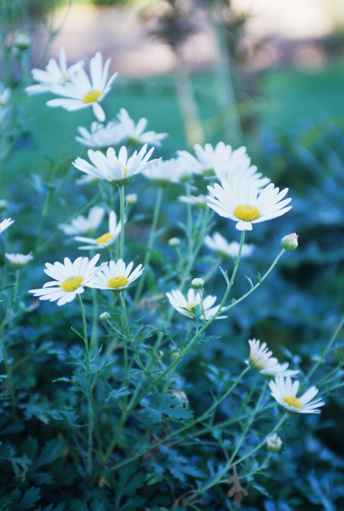 Chrysanthemum weyrichii 'White Bomb' (030356)