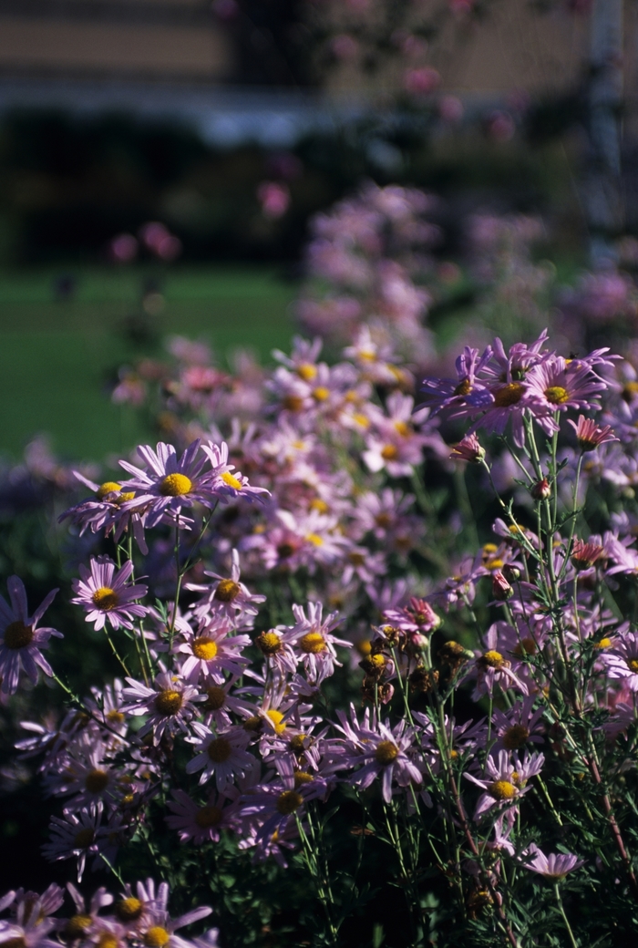 Chrysanthemum x rubellum 'Clara Curtis' (030357)