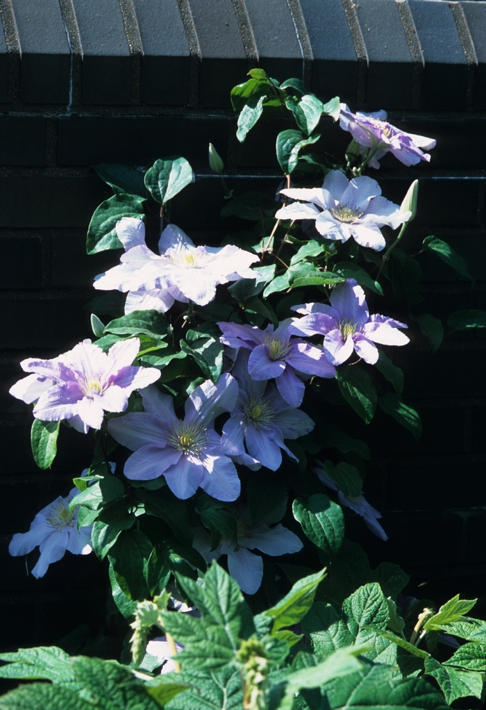 Clematis 'Silver Moon' (030439)