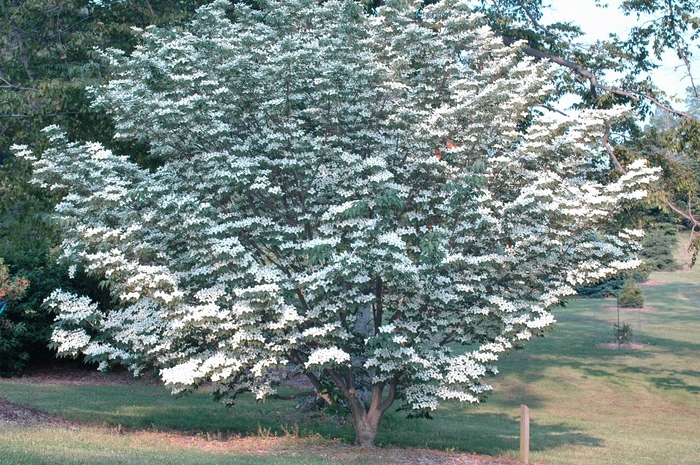 Cornus kousa 'Temple Jewel' Satomi Kousa Dogwood | Garden Center Marketing