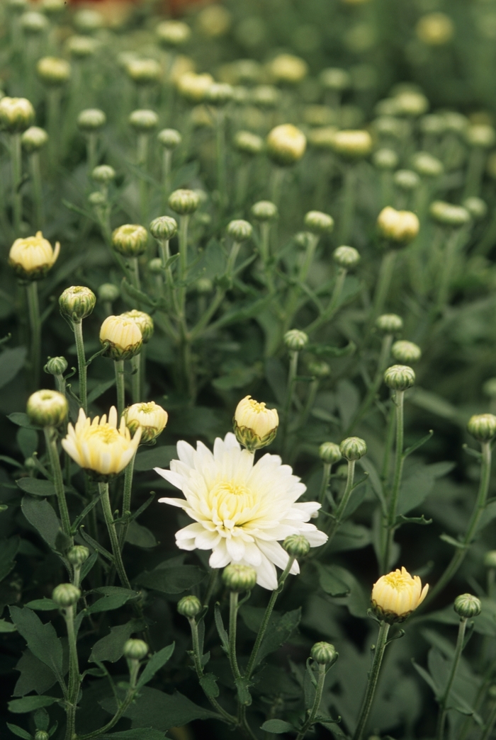 Chrysanthemum x morifolium 'Allison' (031095)