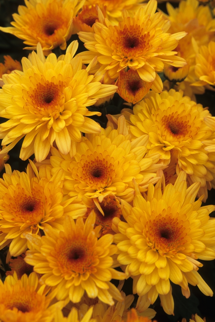 Chrysanthemum x morifolium 'Golden Spotlight' (031102)