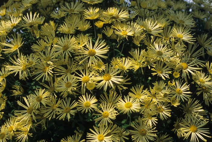 Chrysanthemum x morifolium 'Illusion' (031107)