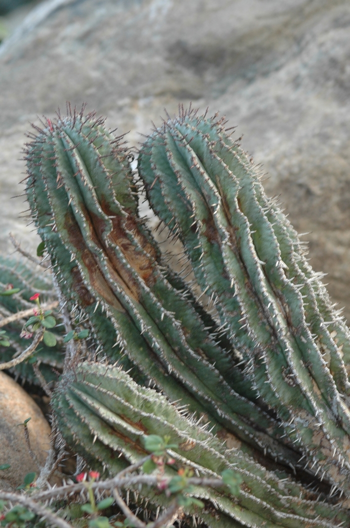 Euphorbia horrida '' (031472)