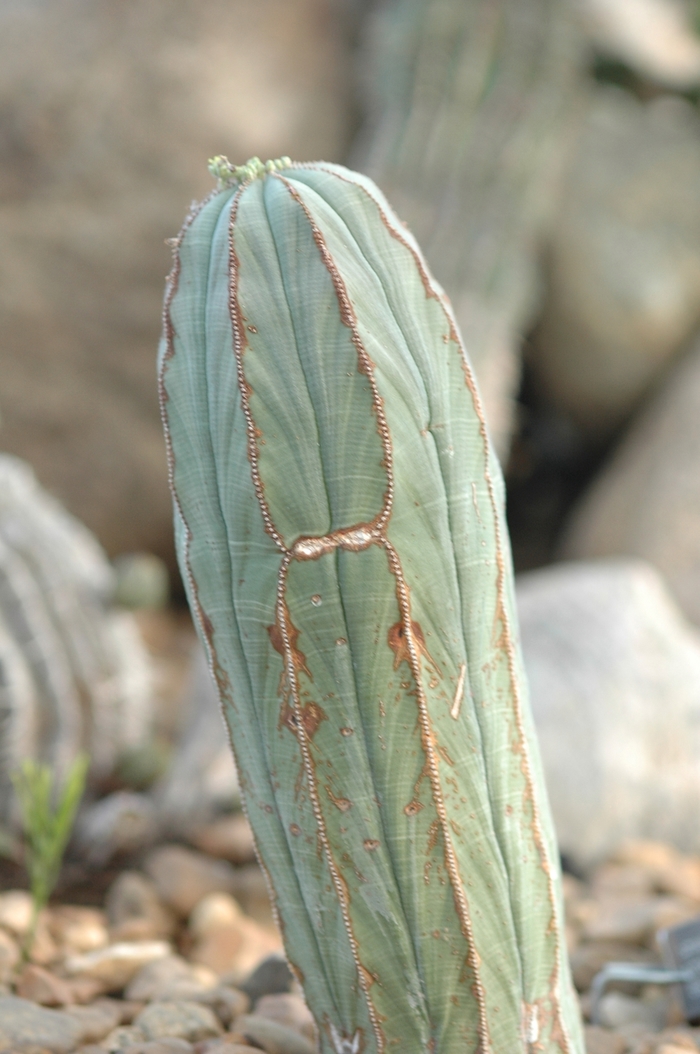 Euphorbia obesa '' (031493)