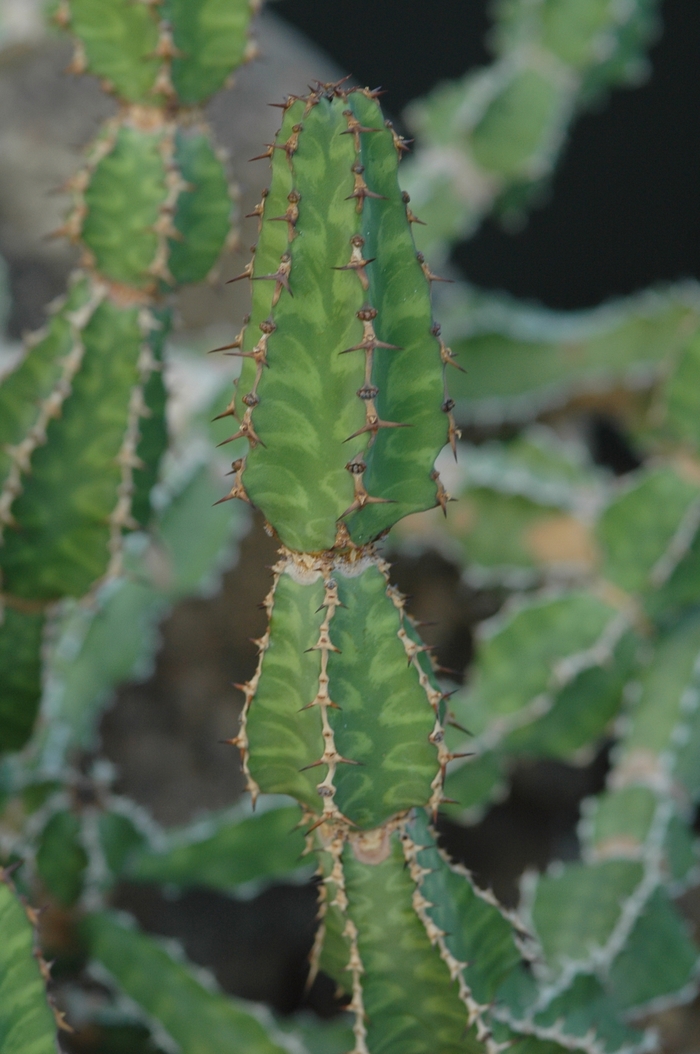 Euphorbia pseudocactus '' (031502)