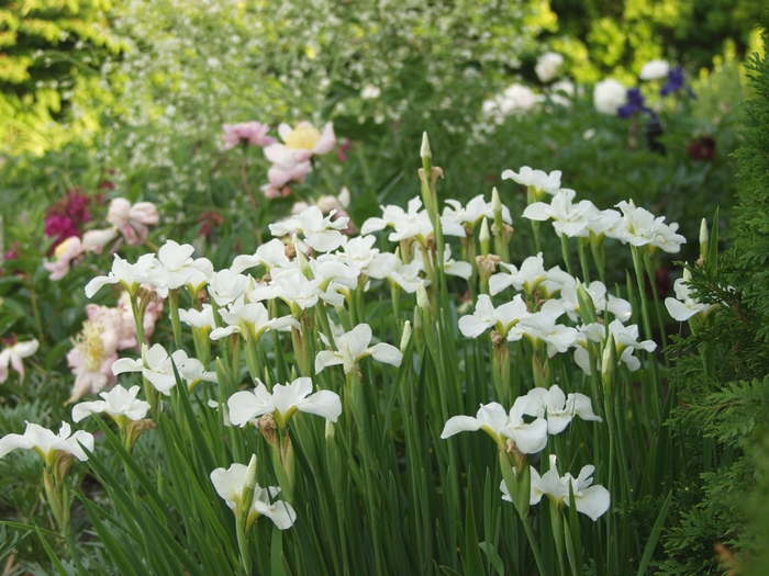 Iris sibirica 'Gull's Wing' Siberian Iris | Garden Center Marketing