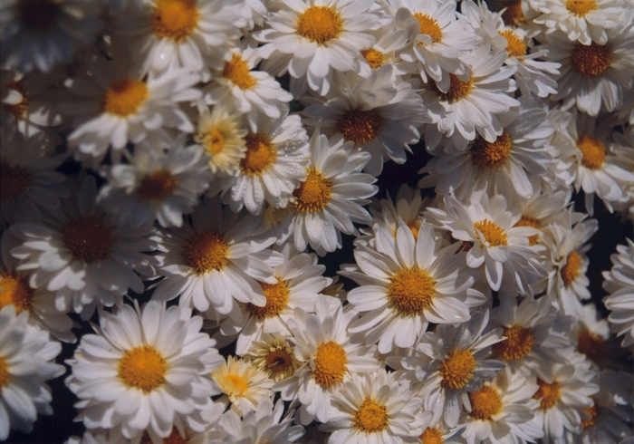 Chrysanthemum x morifolium 'White Daisy' (033955)