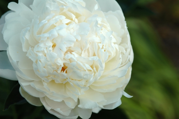 Paeonia 'Cheddar Cheese' (034469)
