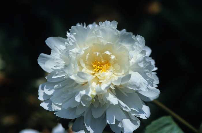 Paeonia lactiflora 'Susan B White' (034679)