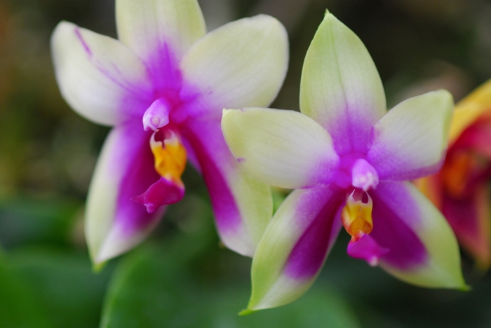 Phalaenopsis violacea '' (034871)