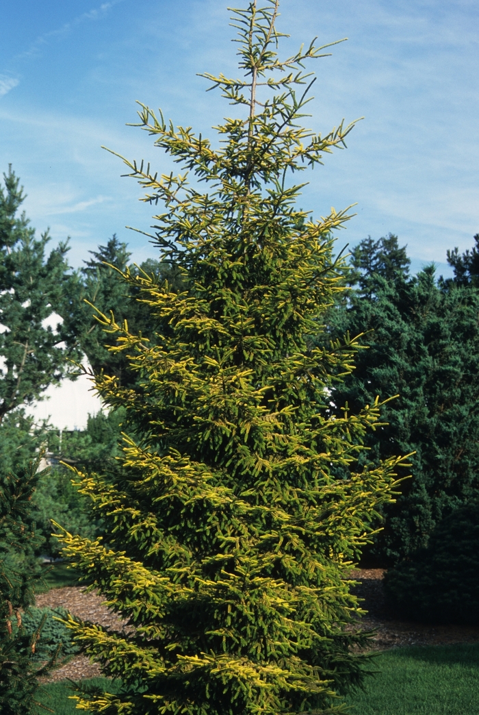 Picea orientalis 'Skylands' Caucasian Spruce from Garden Center Marketing