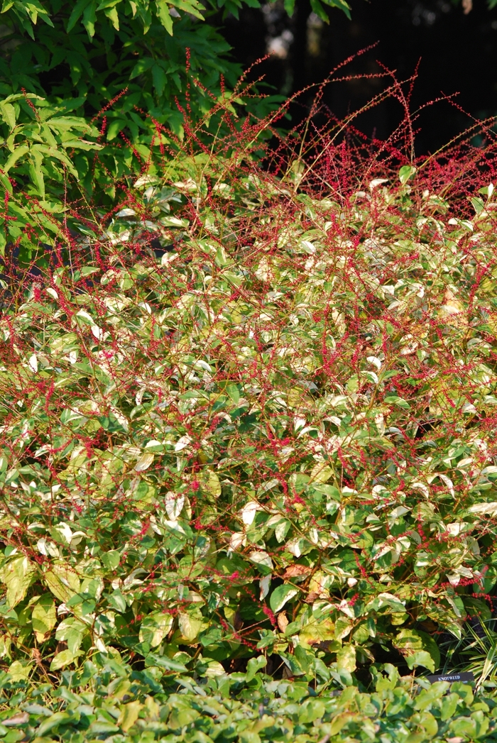 Polygonum virginianum 'Painter's Palette' Painter's Palette Virginia