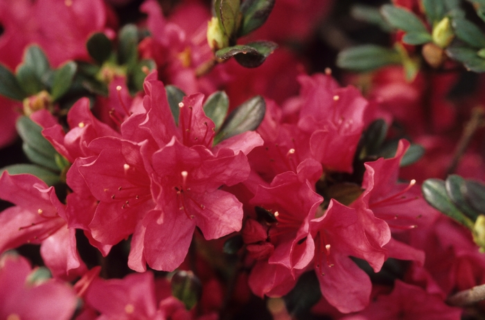 Rhododendron Kurume hybrid 'Hinode-giri' (035858)