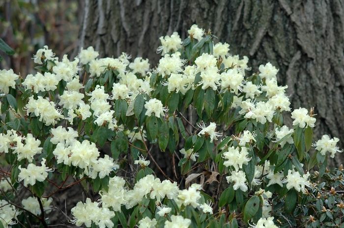 Rhododendron 'Yaku Fairy' (035859)