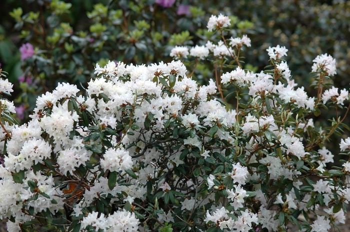 Rhododendron 'Tom Koenig' (035868)
