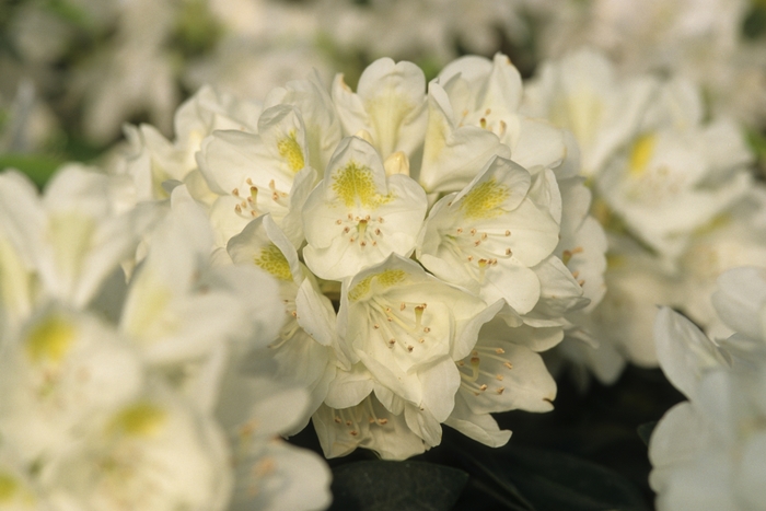 Rhododendron 'Chionoides' (035878)