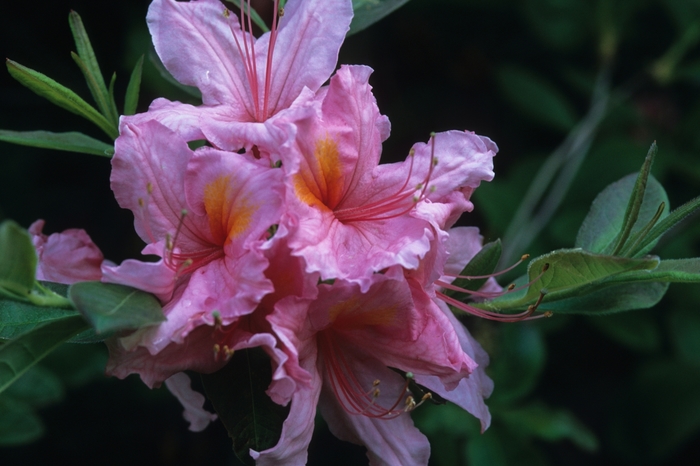 Rhododendron Exbury hybrid 'Beaulieu' (035903)
