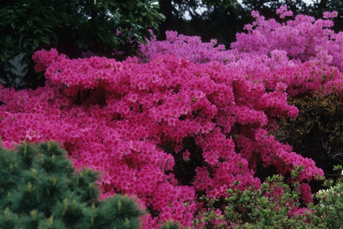 Rhododendron Gable hybrid 'Boudoir' (035904)