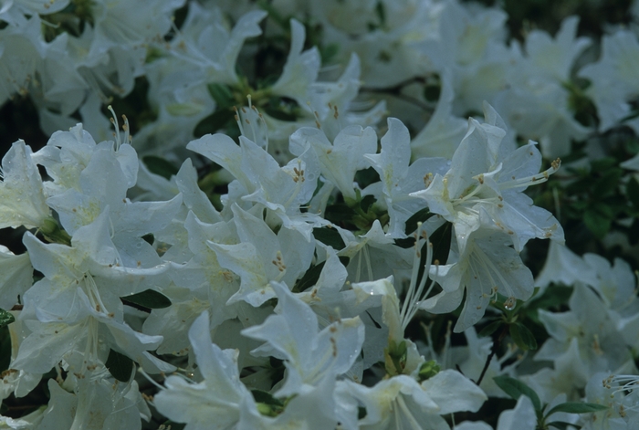 Rhododendron Glenn Dale hybrid 'Cascade' (035913)