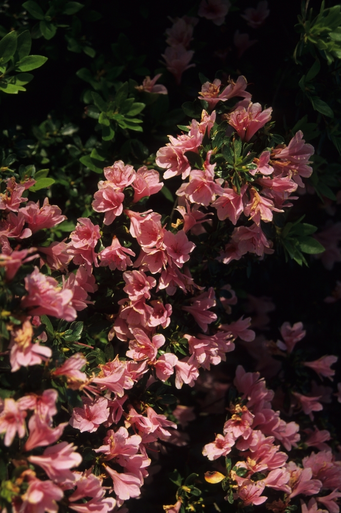 Rhododendron Kurume hybrid 'Coral Bells' (035917)