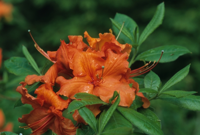 Rhododendron Exbury Hybrid 'Ginger' (035925)
